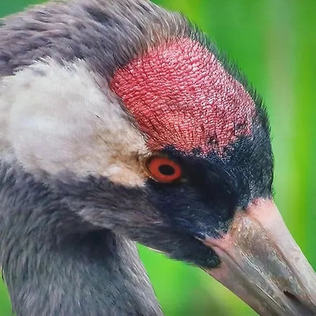 Barth-tor-zum-darss-zingst-b Appartement *