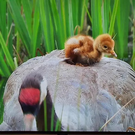 Appartement Barth-tor-zum-darss-zingst-b
